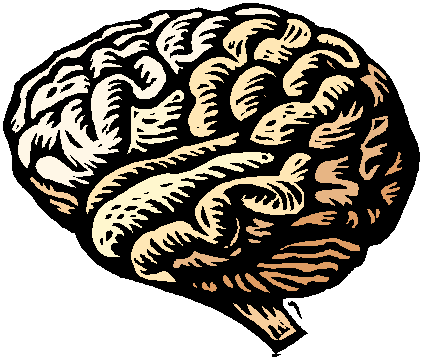 Diferencia entre el cerebro del hombre y el cerebro de la mujer